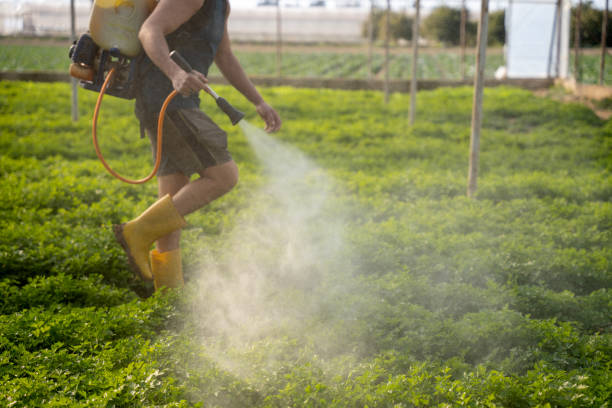 Best Local Pest Control Services  in Lindale, TX